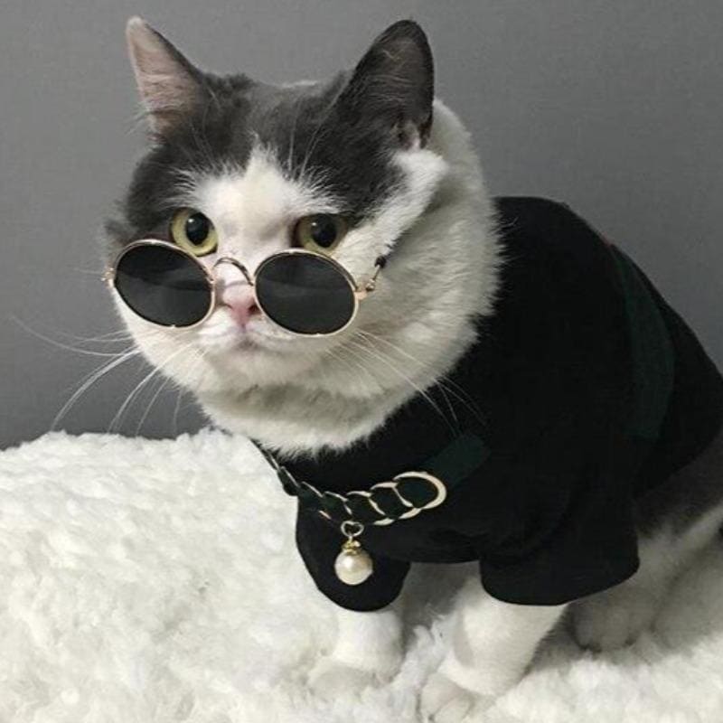 Chat hotsell à lunettes