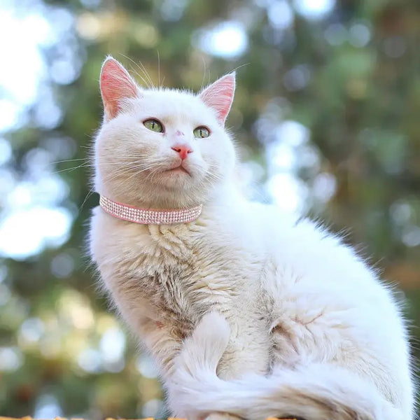 Collier pour Chat Diamant