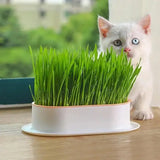 Pot Herbe a Chat