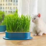 Pot Herbe a Chat