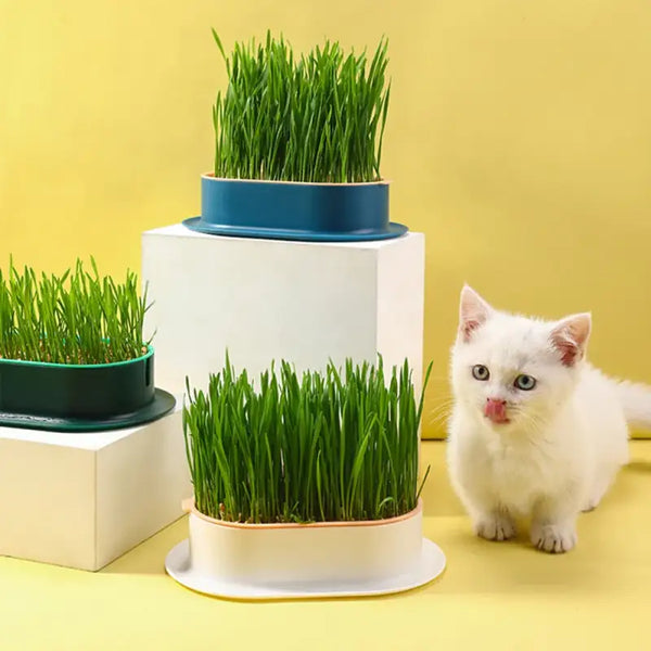 Pot Herbe a Chat