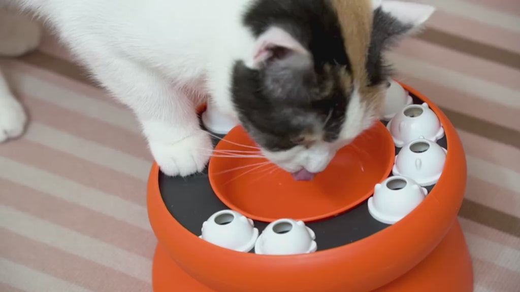 Jeu d Intelligence pour Chat